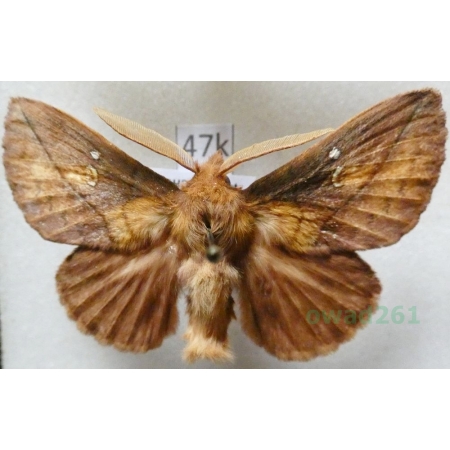 Euthrix potatoria (Linnaeus, 1758) male Barczatka napójka Czech47k